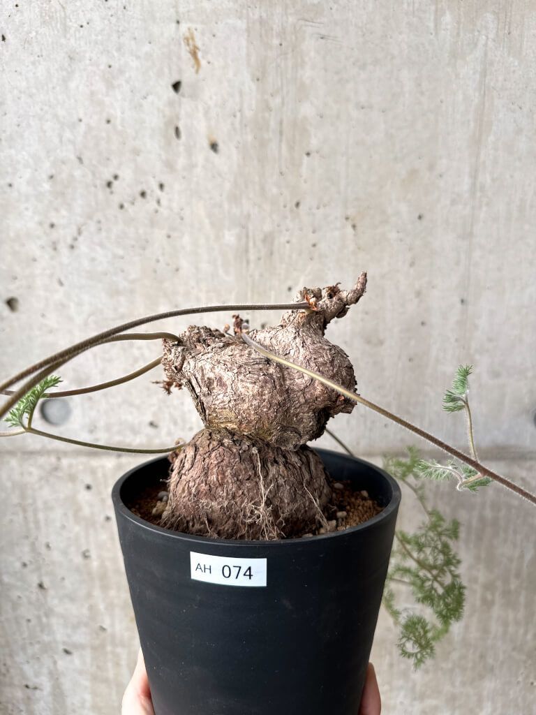 現品限り】ペラルゴニウム・トリステ 現地株【AH74】 Pelargonium