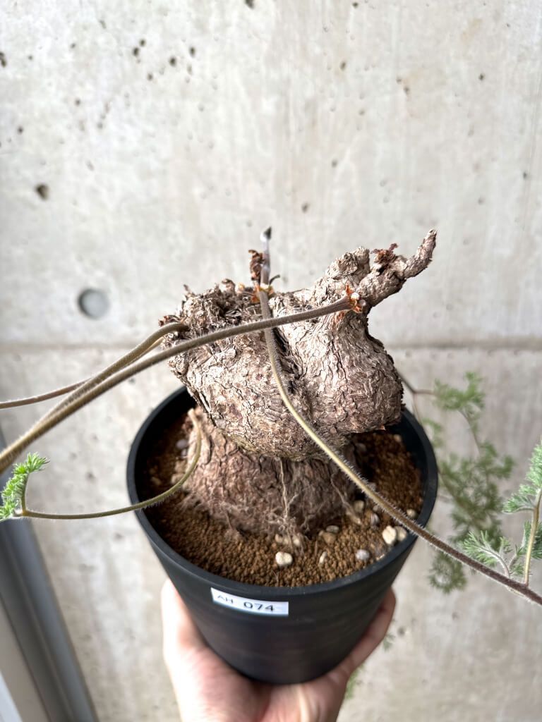 現品限り ペラルゴニウム トリステ 現地株 AH 74 Pelargonium triste 植物 塊根植物 夏型 コーデックス