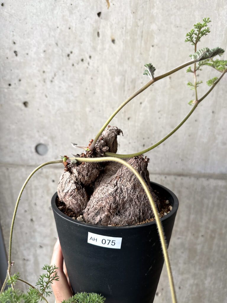 現品限り ペラルゴニウム トリステ 現地株 AH 75 Pelargonium triste 植物 塊根植物 夏型 コーデックス