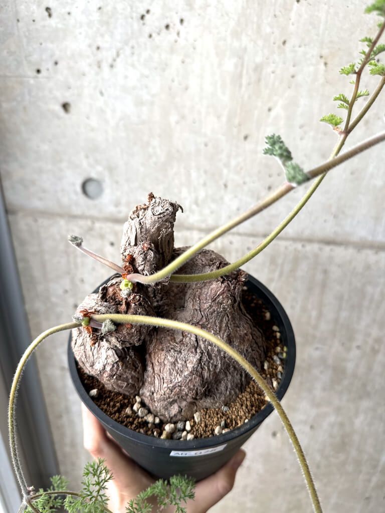 現品限り ペラルゴニウム トリステ 現地株 AH 75 Pelargonium triste 植物 塊根植物 夏型 コーデックス 緑のある暮らし 塊根植物 コーデックス 