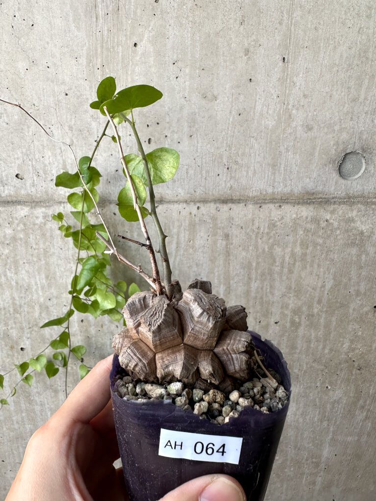 現品限り】アフリカ亀甲竜【AH64】 Dioscorea elephantipes【植物