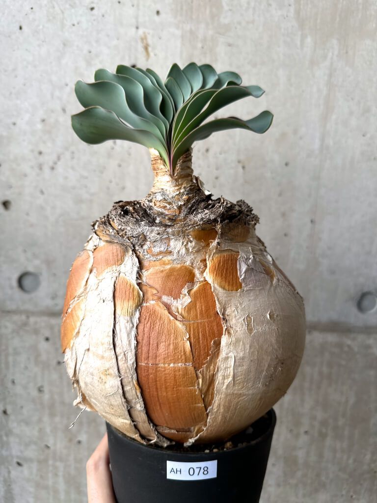 現品限り】ブーファン・ハエマンソイデス 現地株 1年管理【AH78