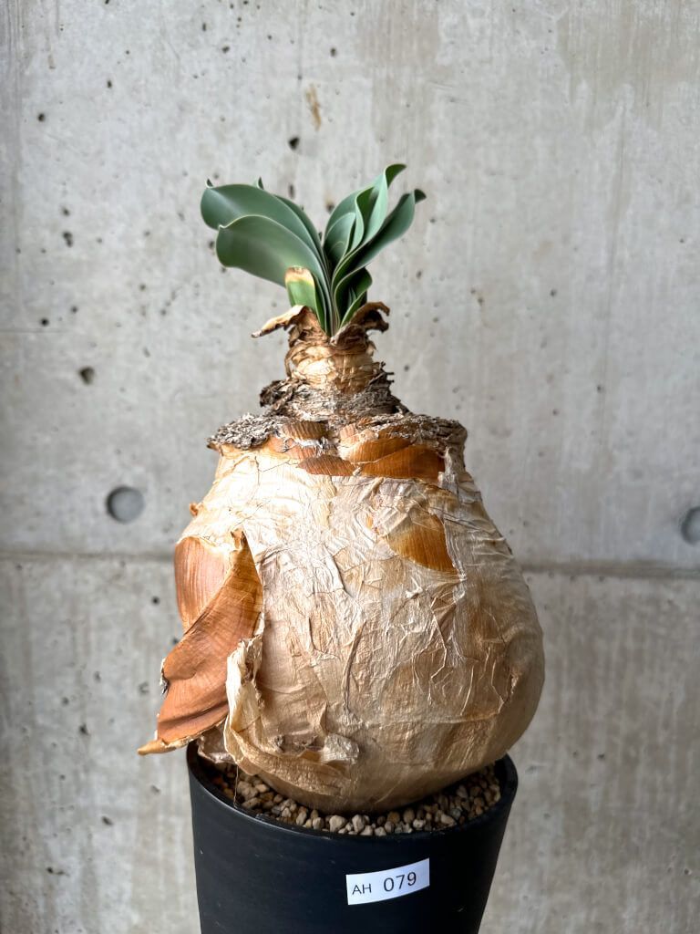 は*つ様 K19「球根植物」ブーファン ハエマンソイデス 産地株 8株 は*つ