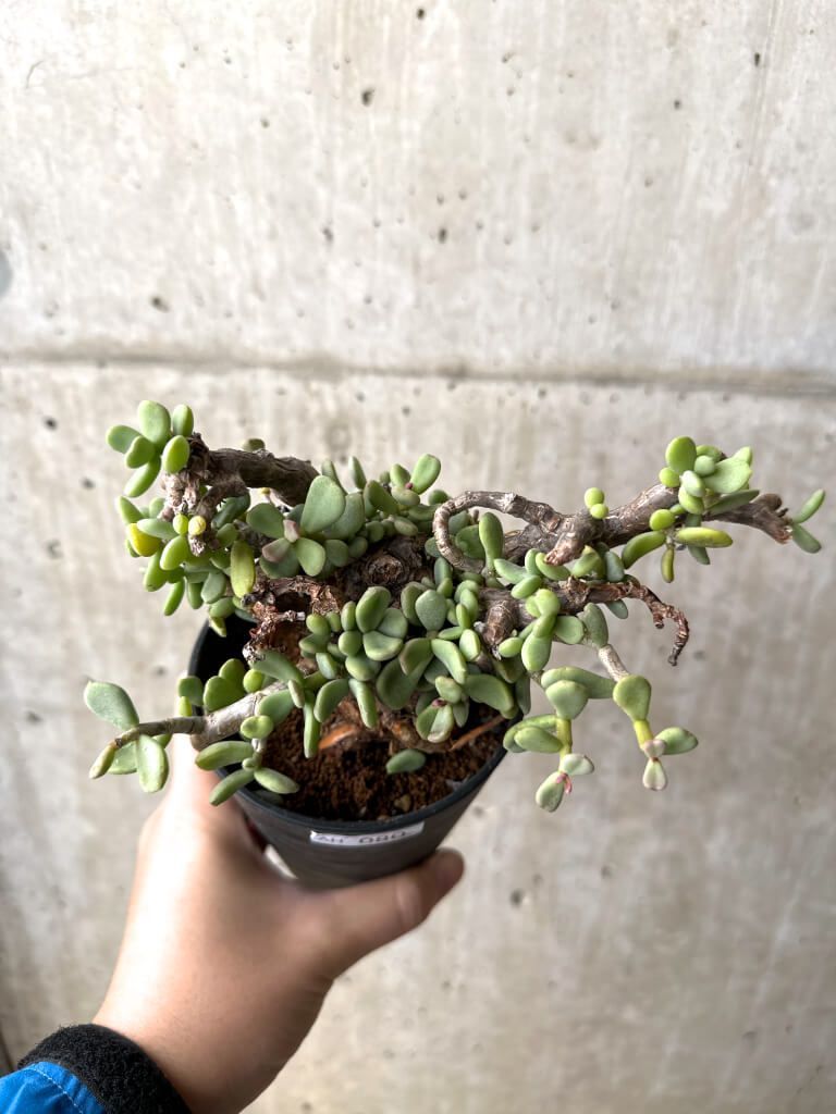 現品限り ケラリア ピグマエア 現地株 AH 80 Ceraria pygmaea 植物 塊根植物 夏型 コーデックス