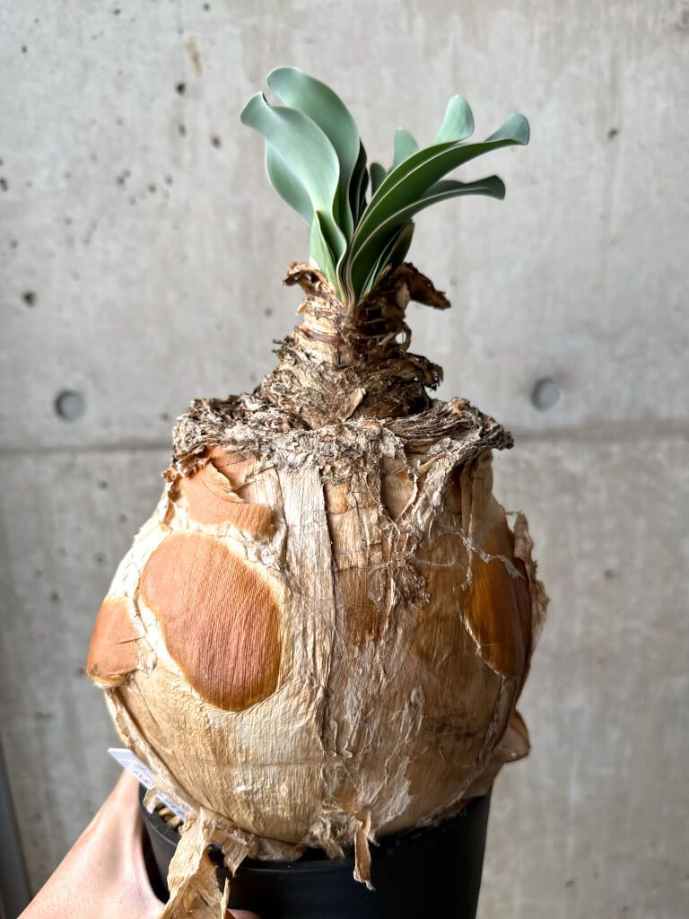 現品限り ブーファン ハエマンソイデス 現地株 1年管理 AH 79 Boophane haemanthoides 植物 塊根植物 夏型 コーデックス