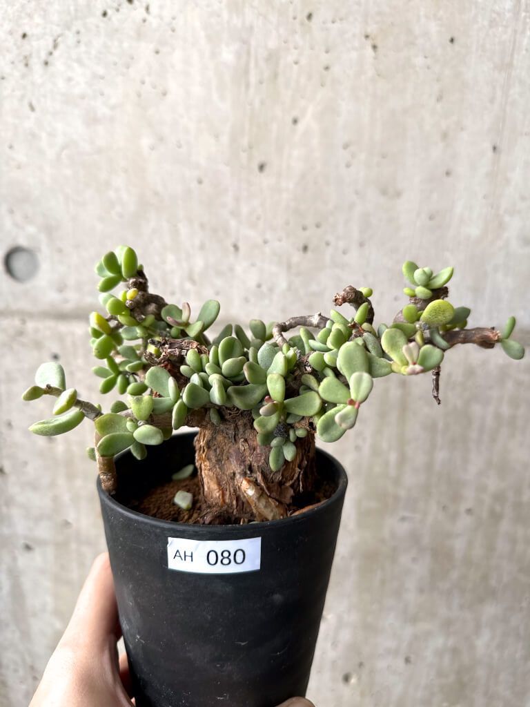 現品限り ケラリア ピグマエア 現地株 AH 80 Ceraria pygmaea 植物 塊根植物 夏型 コーデックス