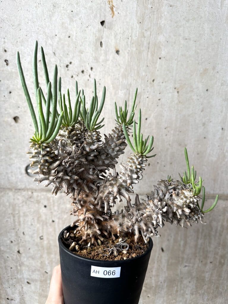 現品限り チレコドン ワリチー 現地株 4年管理 AH 66 Tylecodon wallichii 植物 塊根植物 夏型 コーデックス