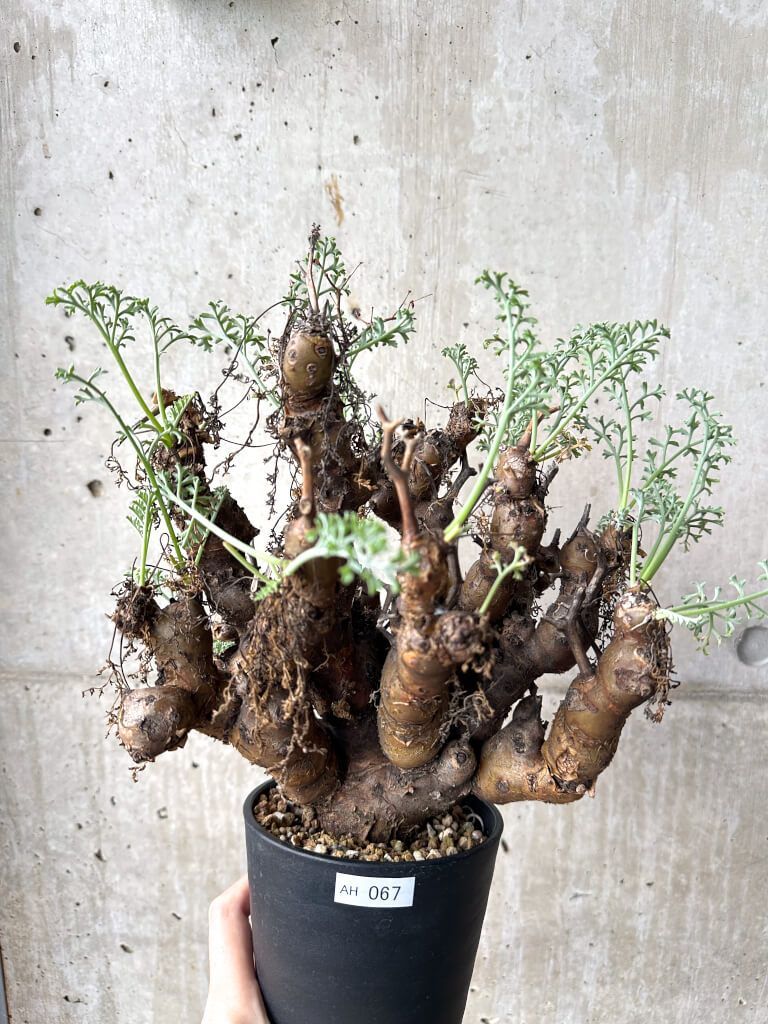 現品限り ペラルゴニウム クリズミフォリウム 現地株 長期管理 AH 67 Pelargonium crithmifolium 植物 塊根植物 夏型 コーデックス