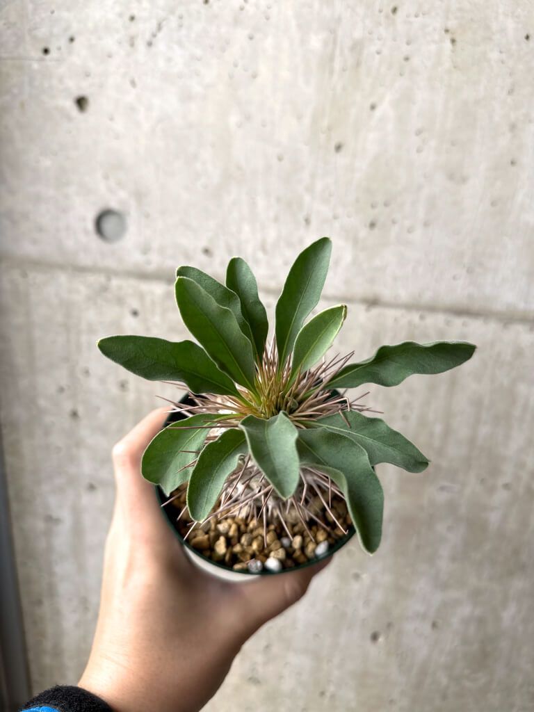 現品限り パキポディウム ナマクアナム 光堂 実生 大株 AH 81 Pachypodium namaquanum 植物 塊根植物 夏型 コーデックス