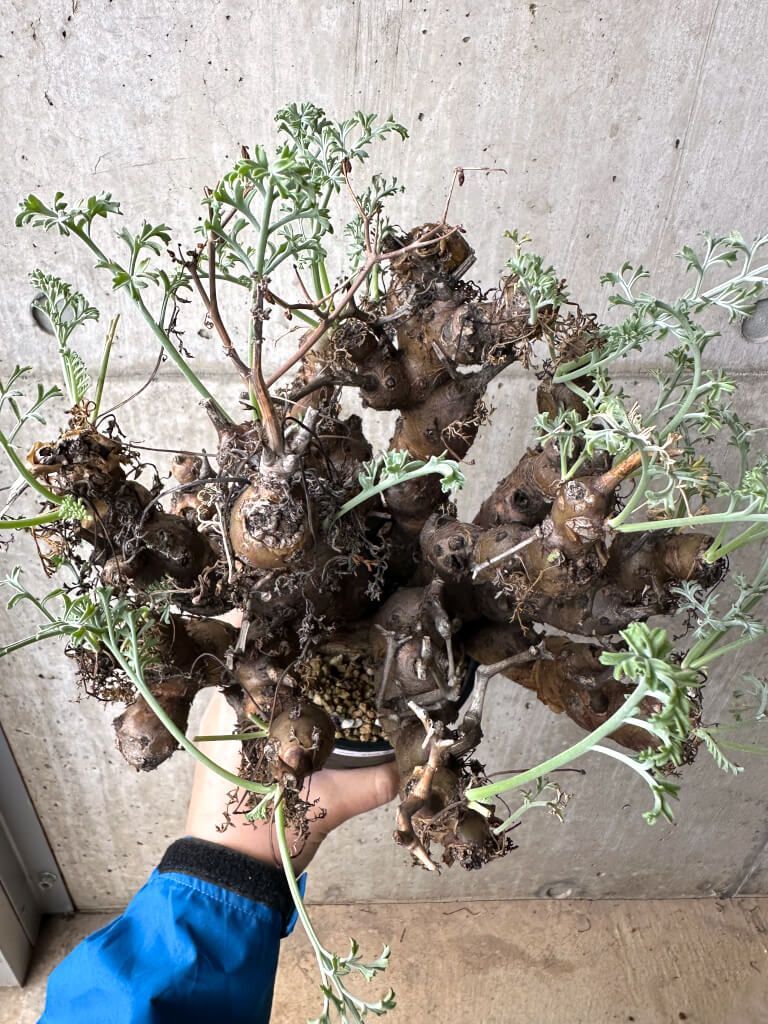 現品限り ペラルゴニウム クリズミフォリウム 現地株 長期管理 AH 67 Pelargonium crithmifolium 植物 塊根植物 夏型 コーデックス