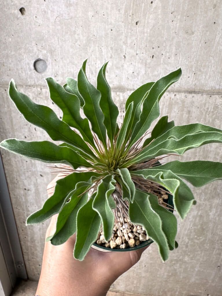 現品限り パキポディウム ナマクアナム 光堂 実生 大株 AH 83 Pachypodium namaquanum 植物 塊根植物 夏型 コーデックス