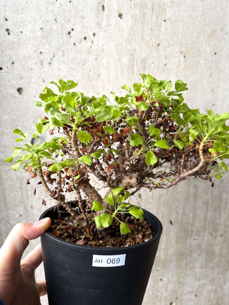現品限り ペラルゴニウム ゼロフィトン AH 69 Pelargonium xerophyton 植物 塊根植物 夏型 コーデックス