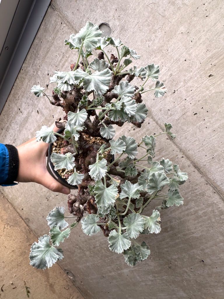 現品限り ペラルゴニウム ミラビレ 現地株 長期管理 AH 68 Pelargonium mirabile 植物 塊根植物 夏型 コーデックス