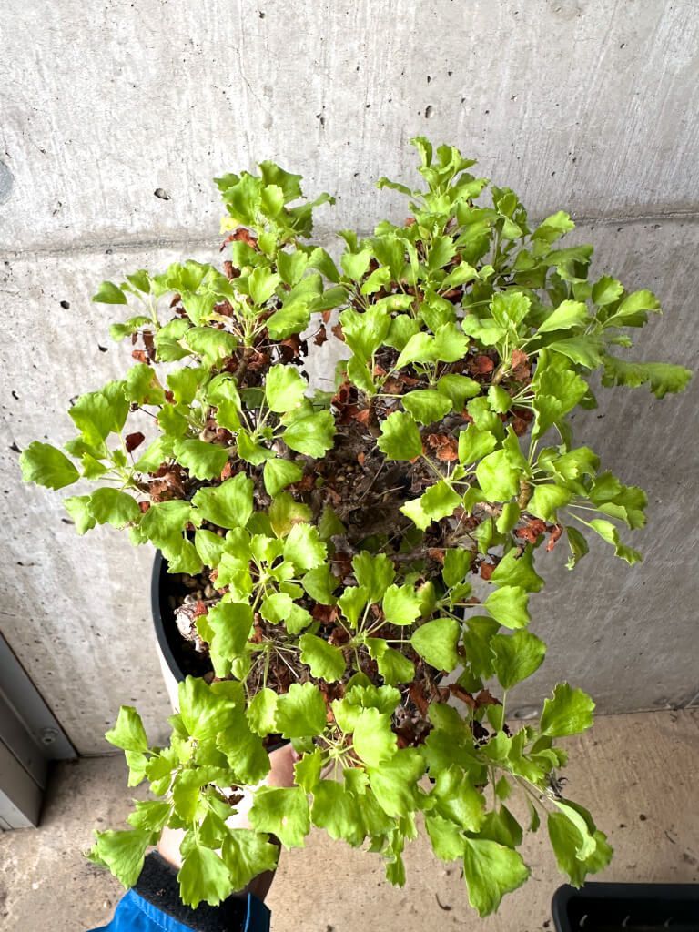 現品限り ペラルゴニウム ゼロフィトン AH 69 Pelargonium xerophyton 植物 塊根植物 夏型 コーデックス