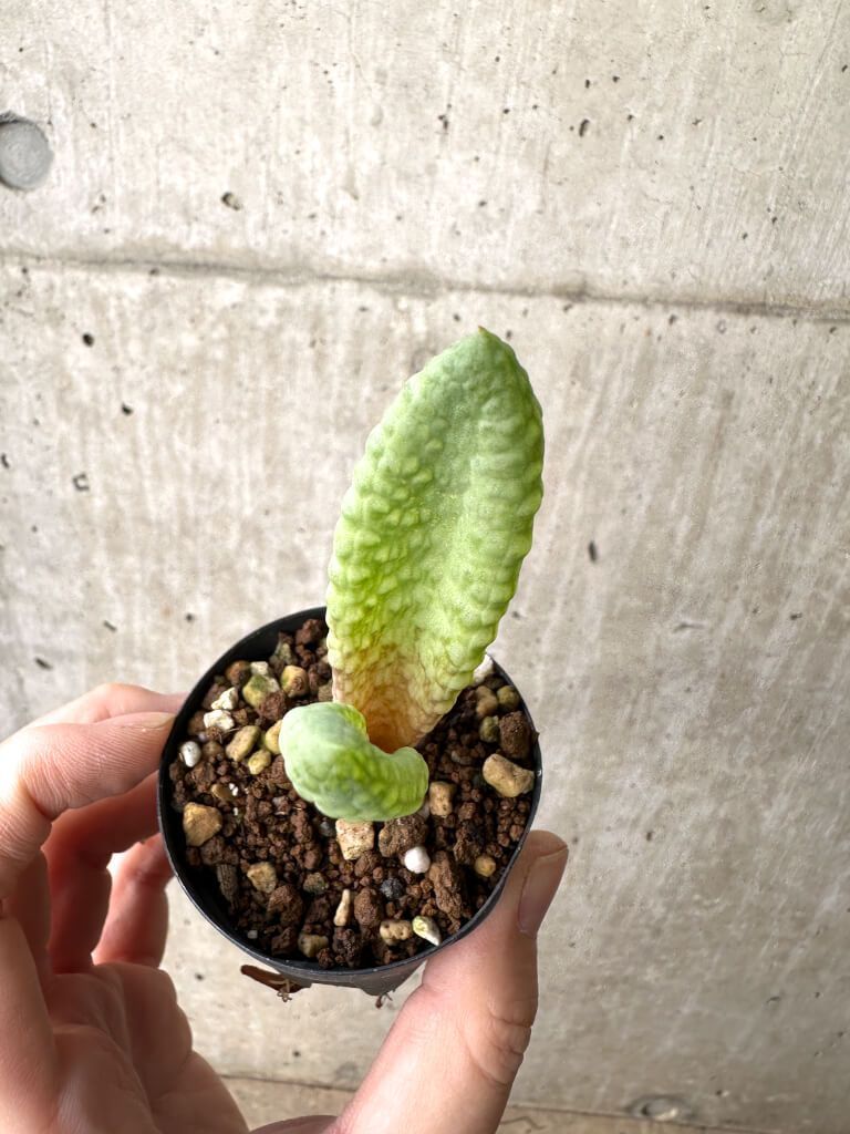 現品限り ブルビネ ブルインシー 選抜 AH 5 Bulbine bruynsii 植物 塊根植物 夏型 コーデックス