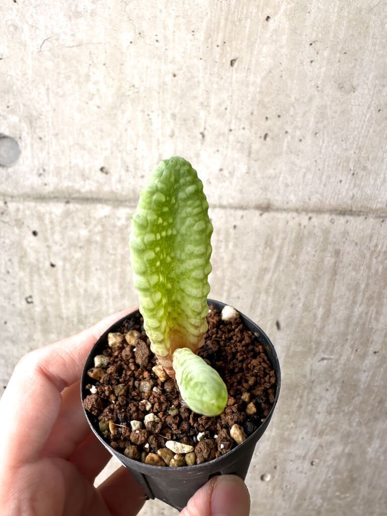 現品限り ブルビネ ブルインシー 選抜 AH 4 Bulbine bruynsii 植物 塊根植物 夏型 コーデックス