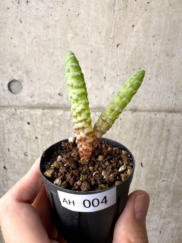 現品限り ブルビネ ブルインシー 選抜 AH 4 Bulbine bruynsii 植物 塊根植物 夏型 コーデックス