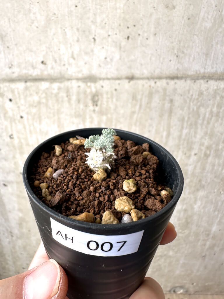 D241【自社養生株】モンソニア ムルチフィダ（現地球・発根株・鉢植え