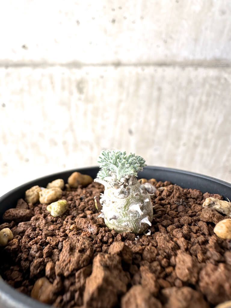 塊根植物　実生4年生　グラキリス　P 塊根植物 グラキリス 実生