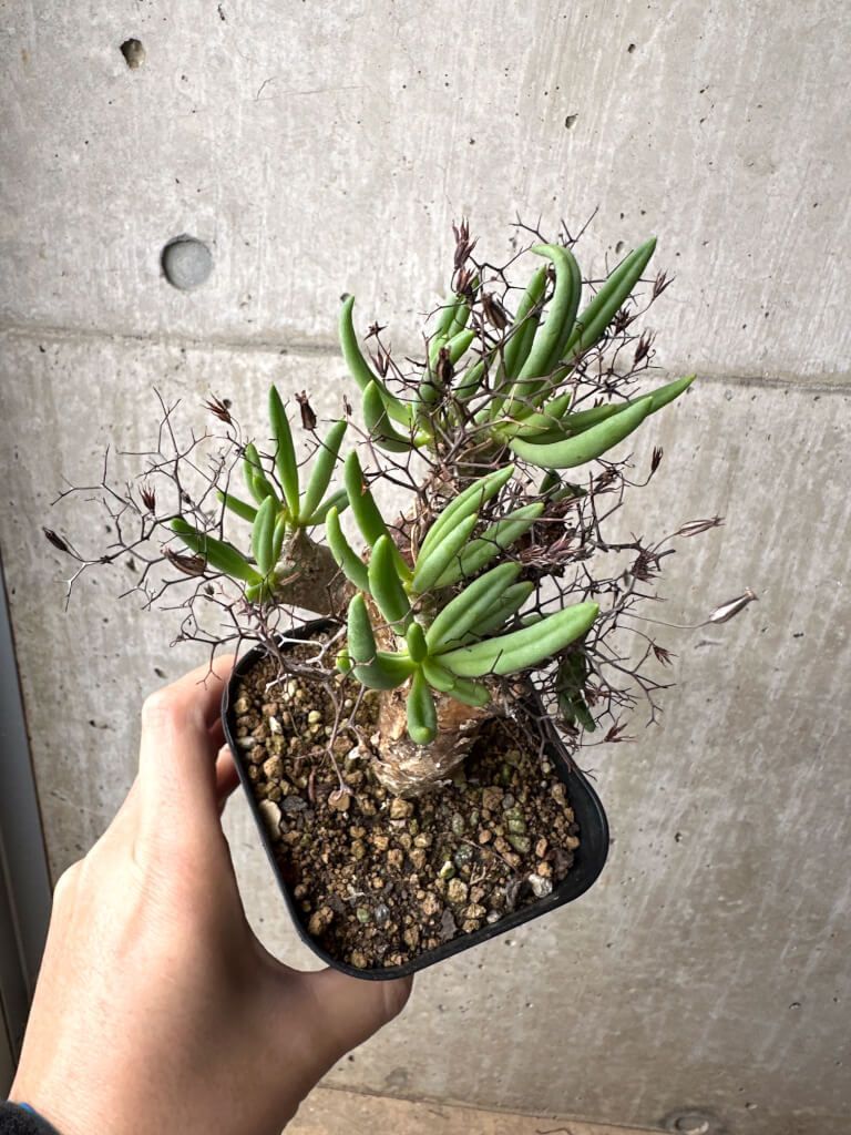 現品限り チレコドン レティキュラーツス 万物想 現地株 AH 73 Tylecodon reticulatus 植物 塊根植物 夏型 コーデックス