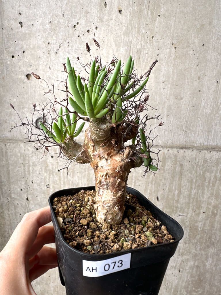 現品限り チレコドン レティキュラーツス 万物想 現地株 AH 73 Tylecodon reticulatus 植物 塊根植物 夏型 コーデックス