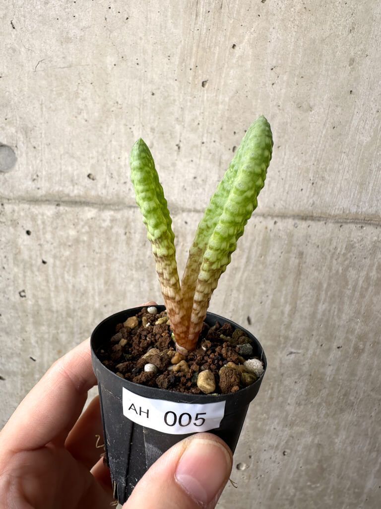 現品限り ブルビネ ブルインシー 選抜 AH 5 Bulbine bruynsii 植物 塊根植物 夏型 コーデックス