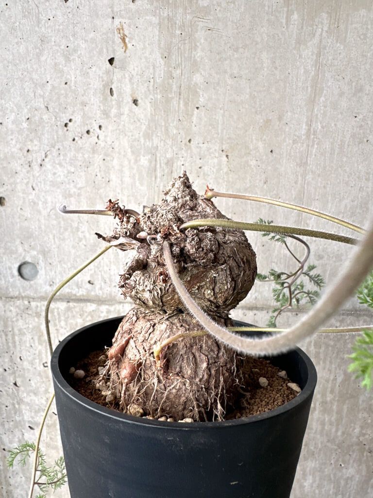 現品限り ペラルゴニウム トリステ 現地株 AH 74 Pelargonium triste 植物 塊根植物 夏型 コーデックス