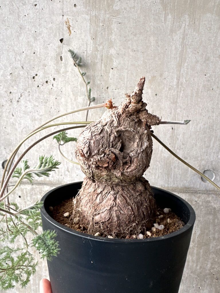 現品限り ペラルゴニウム トリステ 現地株 AH 74 Pelargonium triste 植物 塊根植物 夏型 コーデックス