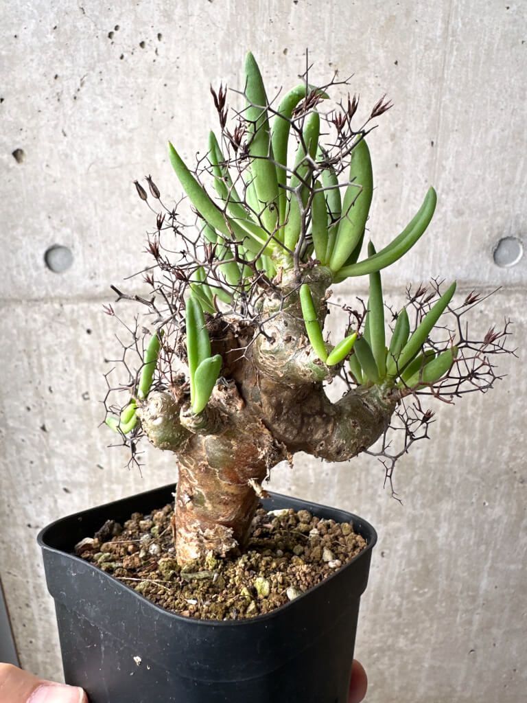 現品限り チレコドン レティキュラーツス 万物想 現地株 AH 73 Tylecodon reticulatus 植物 塊根植物 夏型 コーデックス