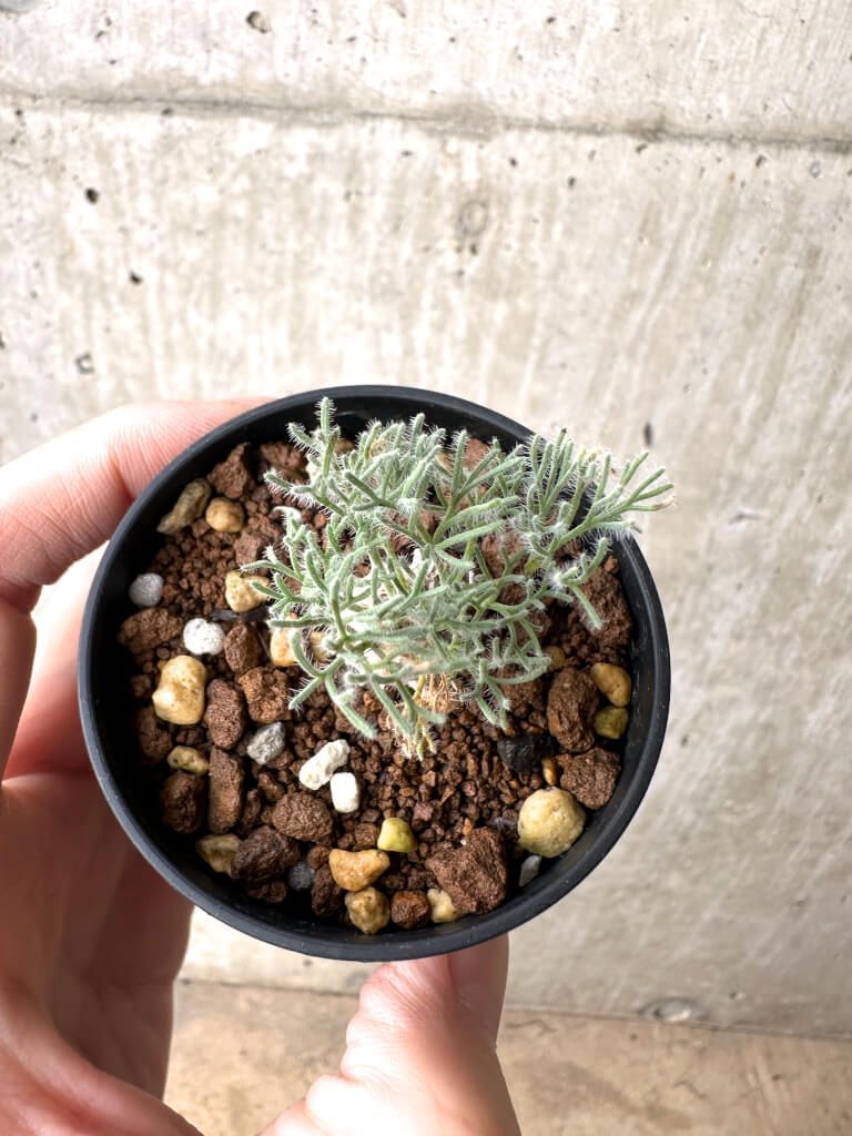 現品限り】モンソニア・ぺニクリナム【AH8】 Monsonia peniculinum