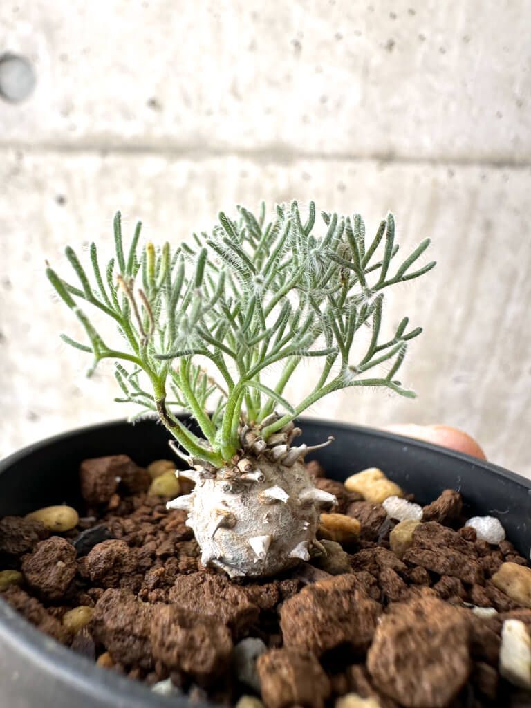 パキポディウム グラキリス 実生 #01 園芸ネット本店｜パキポディウム