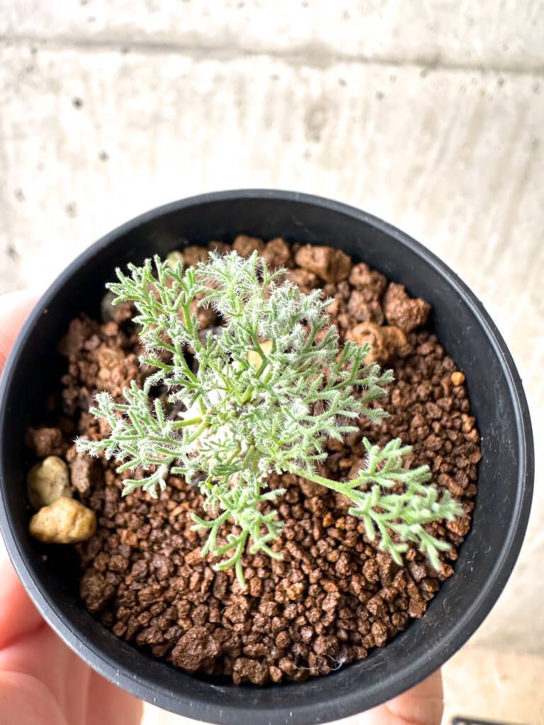 現品限り】モンソニア・ぺニクリナム【AH9】 Monsonia peniculinum