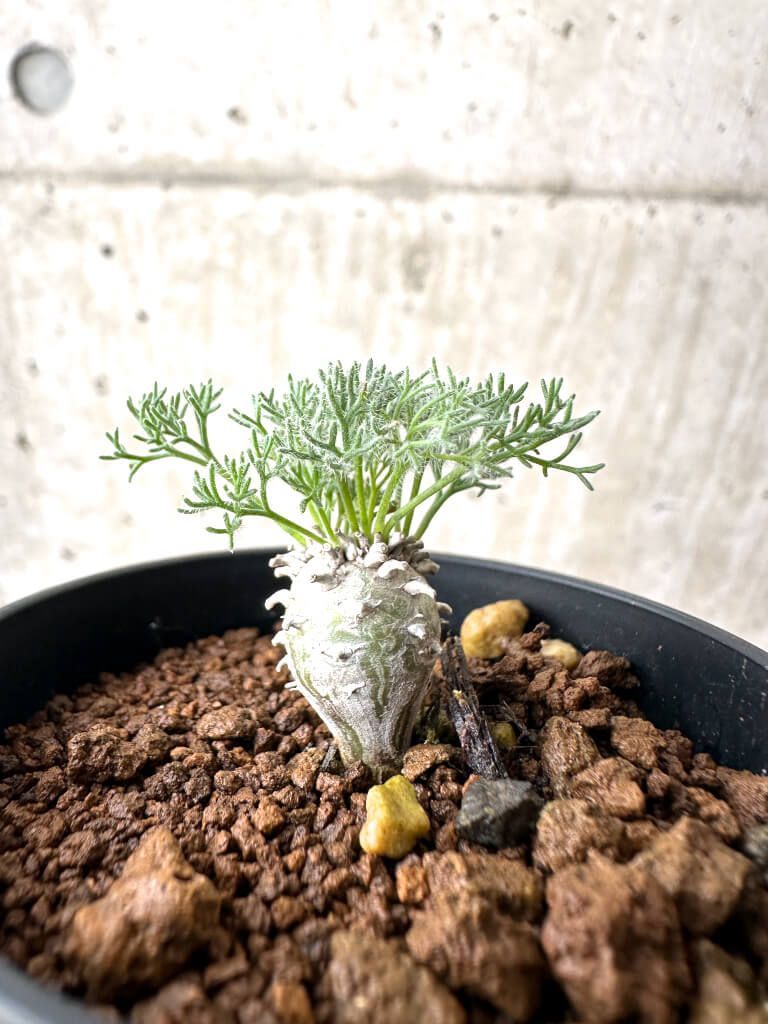 D241【自社養生株】モンソニア ムルチフィダ（現地球・発根株・鉢植え