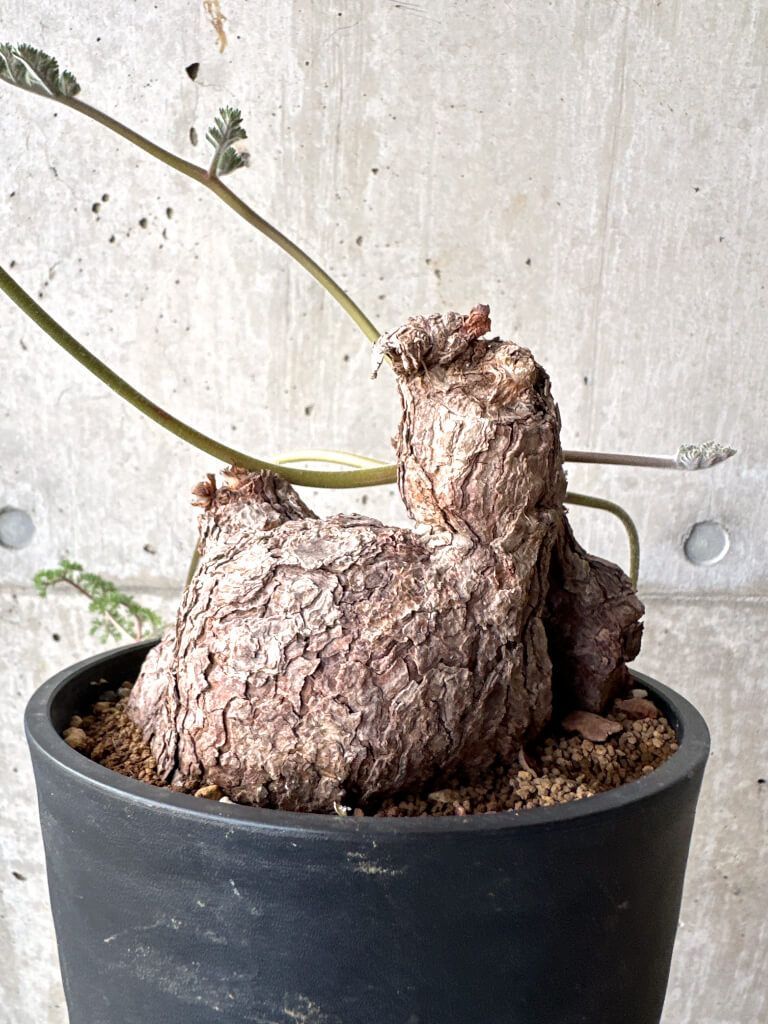 トリステ 現地株