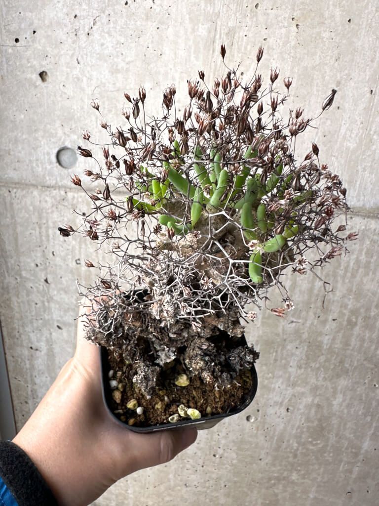 ファッション 【現品限り】チレコドン・レティキュラーツス 万物想