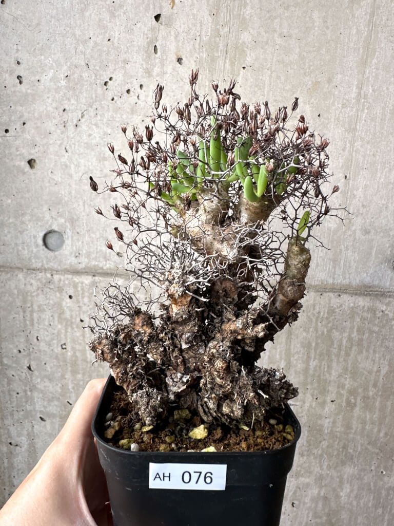 現品限り】チレコドン・レティキュラーツス 万物想 現地株【AH76