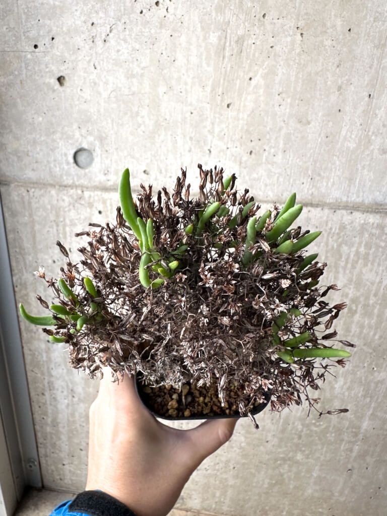 現品限り チレコドン レティキュラーツス 万物想 現地株 AH 77 Tylecodon reticulatus 植物 塊根植物 夏型 コーデックス