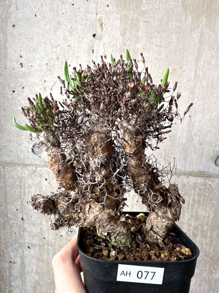 現品限り チレコドン レティキュラーツス 万物想 現地株 AH 77 Tylecodon reticulatus 植物 塊根植物 夏型 コーデックス