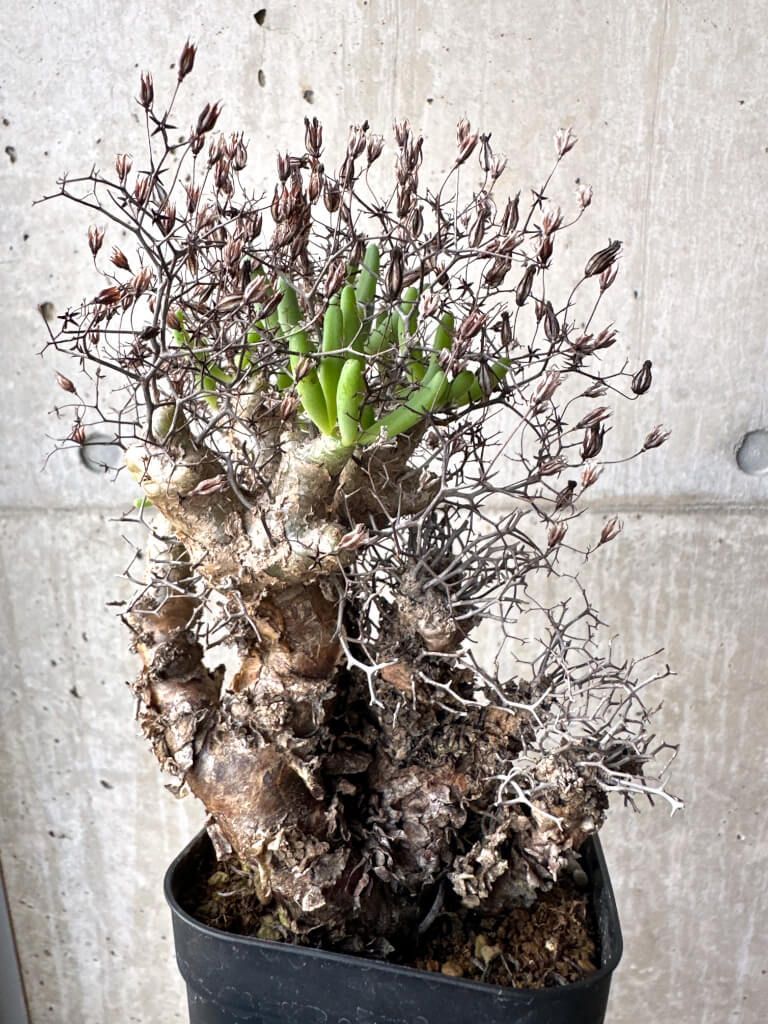 ファッション 【現品限り】チレコドン・レティキュラーツス 万物想