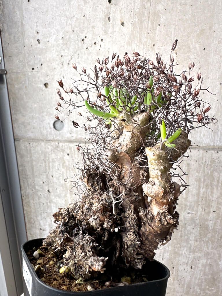 ファッション 【現品限り】チレコドン・レティキュラーツス 万物想