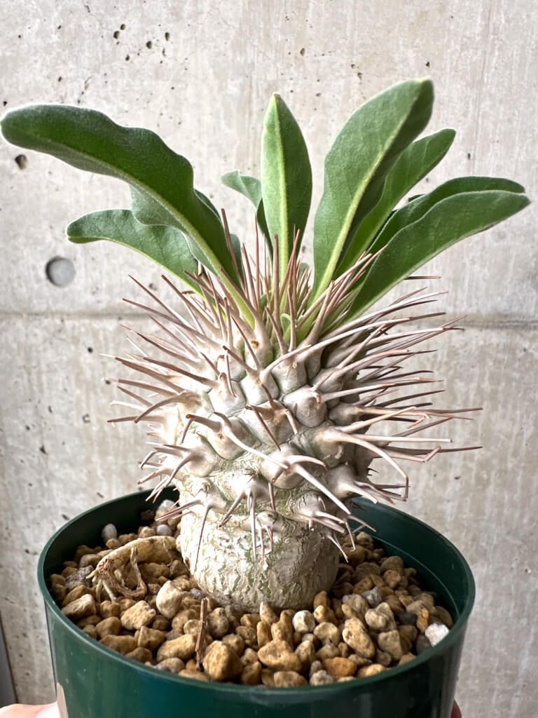 現品限り パキポディウム ナマクアナム 光堂 実生 大株 AH 81 Pachypodium namaquanum 植物 塊根植物 夏型 コーデックス