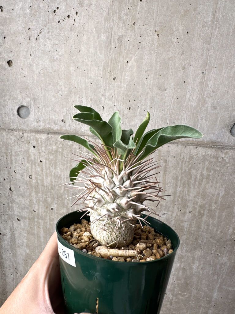 パキポディウム ナマクアナム 実生 塊根植物 コーデックス パキポディウム ナマクアナム 実生 塊根植物 コーデックス 02