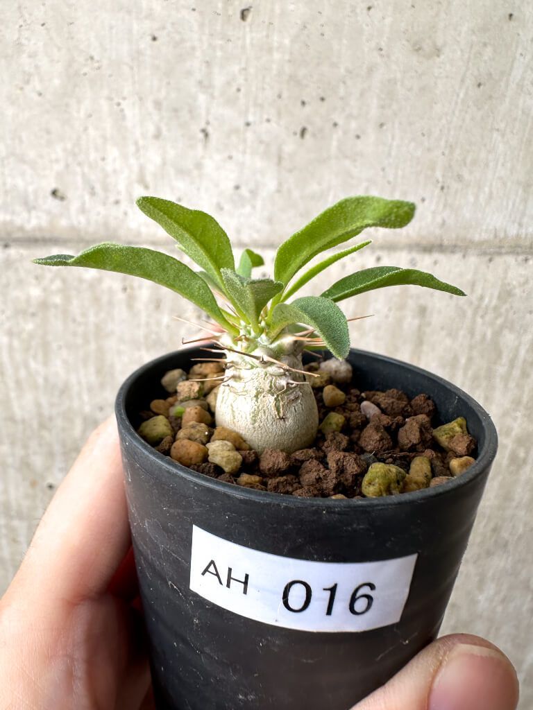 現品限り パキポディウム ナマクアナム 光堂 実生 AH 16 Pachypodium namaquanum 植物 塊根植物 夏型 コーデックス