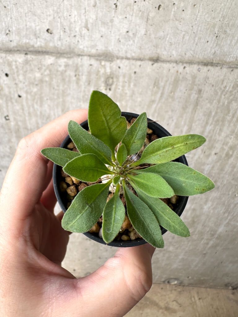 現品限り パキポディウム ナマクアナム 光堂 実生 AH 17 Pachypodium namaquanum 植物 塊根植物 夏型 コーデックス