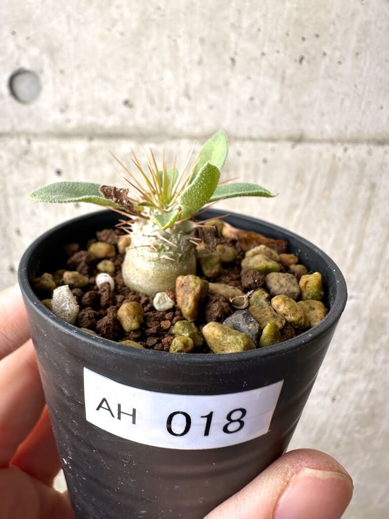 現品限り パキポディウム ナマクアナム 光堂 実生 AH 18 Pachypodium namaquanum 植物 塊根植物 夏型 コーデックス