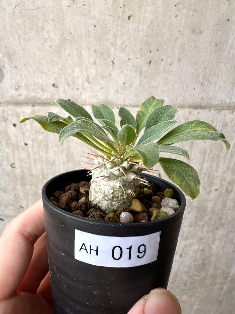 現品限り パキポディウム ナマクアナム 光堂 実生 AH 19 Pachypodium namaquanum 植物 塊根植物 夏型 コーデックス