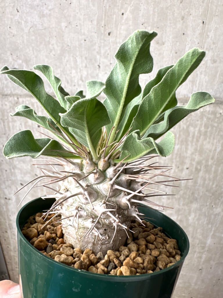 現品限り パキポディウム ナマクアナム 光堂 実生 大株 AH 82 Pachypodium namaquanum 植物 塊根植物 夏型 コーデックス