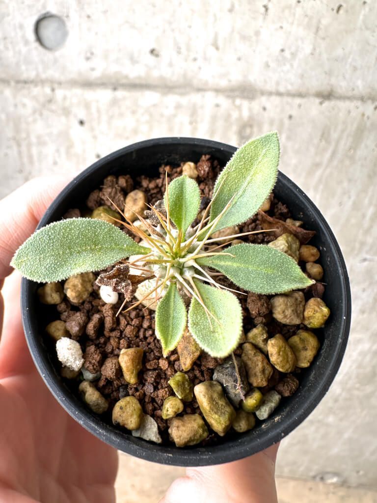 現品限り パキポディウム ナマクアナム 光堂 実生 AH 18 Pachypodium namaquanum 植物 塊根植物 夏型 コーデックス