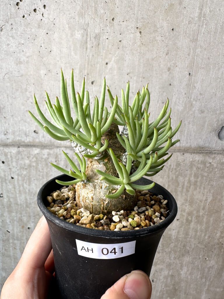 現品限り チレコドン ペアルソニー 実生苗 AH 41 Tylecodon pearsonii 植物 塊根植物 夏型 コーデックス