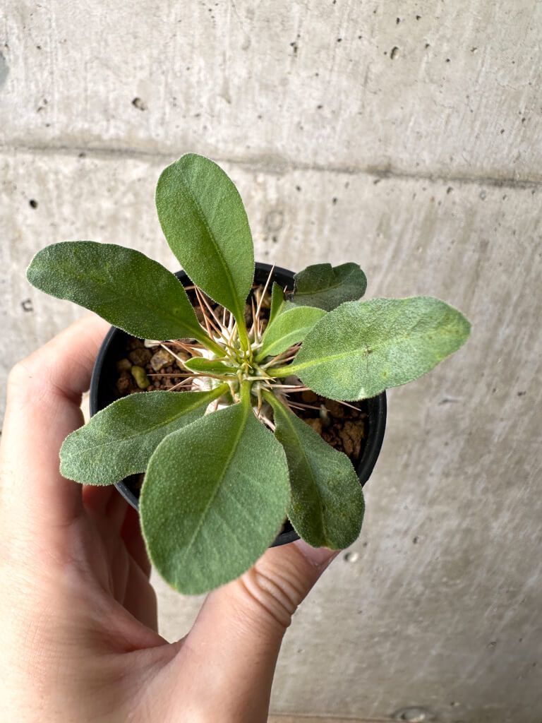 現品限り パキポディウム ナマクアナム 光堂 実生 AH 20 Pachypodium namaquanum 植物 塊根植物 夏型 コーデックス